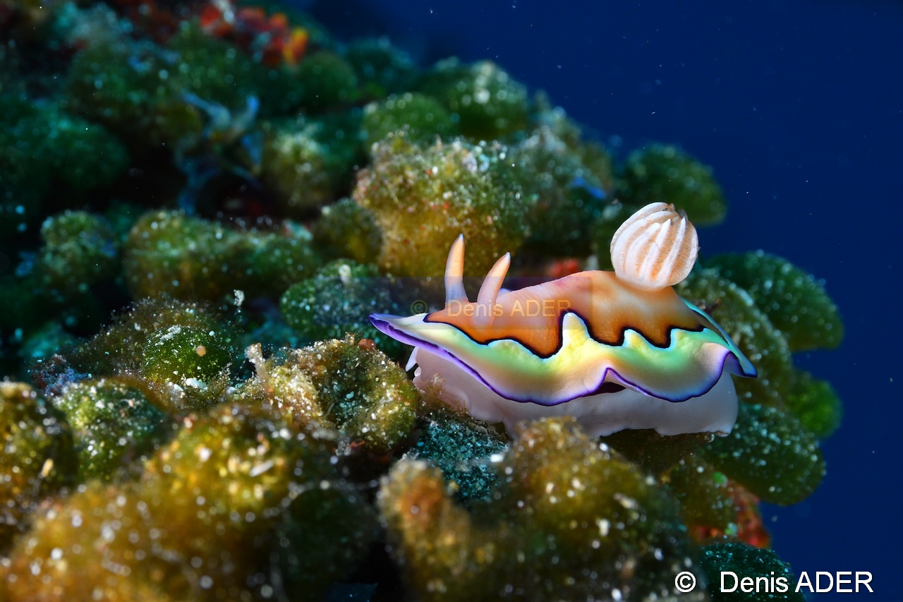 Chromodoris coi-Binongky island Wall fish-20m-20180527-Denis-ADER-DSC_1181_tn.jpg